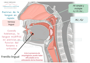 El impedimento de la movilidad lingual por parte de un frenillo lingual corto puede dificultar el correcto aprendizaje de la articulación de diversos fonemas.